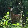 Fawn on the trail.