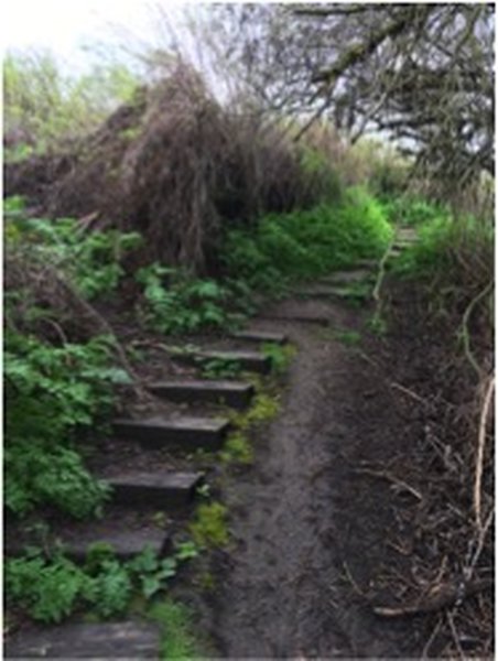 Stairway that descends into the wetland world of this nature area