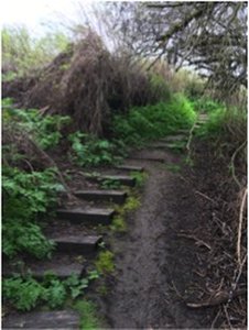 Stairway that descends into the wetland world of this nature area