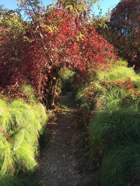 Wonderful fall foliage with trail canopied with trails and brush.  Wonderful area for children to explore.