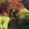 Wonderful fall foliage with trail canopied with trails and brush.  Wonderful area for children to explore.