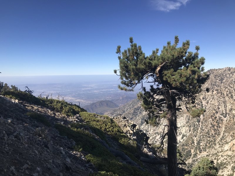 Cucamonga Peak Trail view to the west