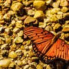 Butterflies are plentiful throughout this trail as you cross a large marshy field.