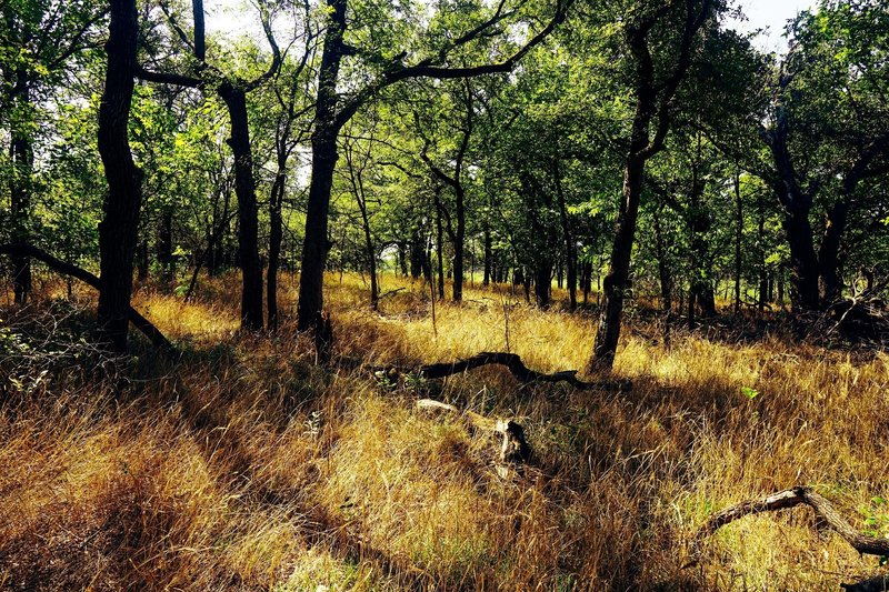 Grassy fields dappled with small hardwoods creates a serene effect.