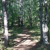 One of the side trails that leads up through the wood and connects back with the main trail.