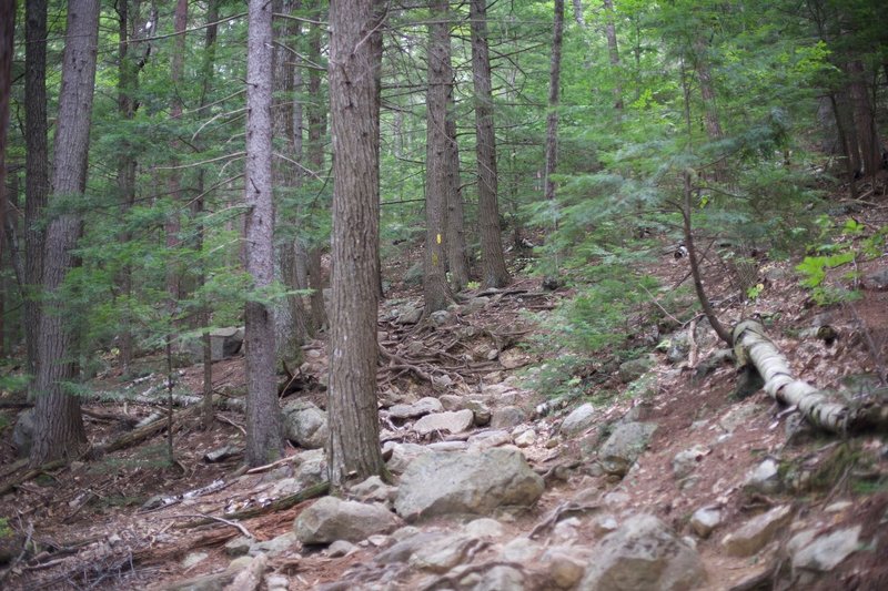 Yellow trail blazes help make sure that you stay on the path. As you can see, the trail is rocky and full of roots, which make the hiking slower.