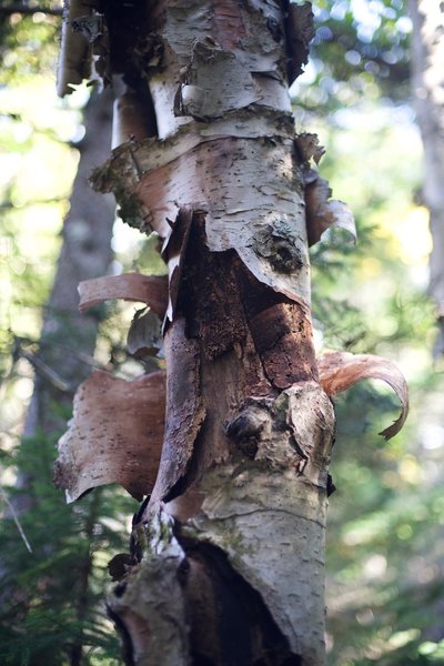 Birch trees can be seen shedding along the side of the trail.