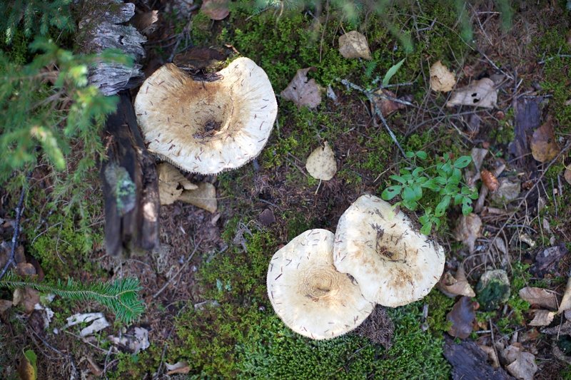 Toward the top of the trail, ferns, lichen, and mushrooms become more prevalent as it is more damp up there.