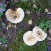 Toward the top of the trail, ferns, lichen, and mushrooms become more prevalent as it is more damp up there.