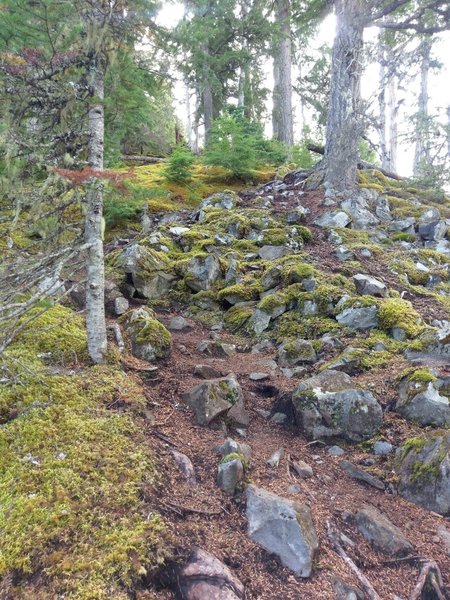 Mossy, steeper trail with ample rocks to negotiate on this section of trail