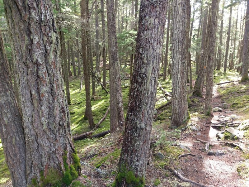 Larch and more open forest