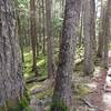 Larch and more open forest