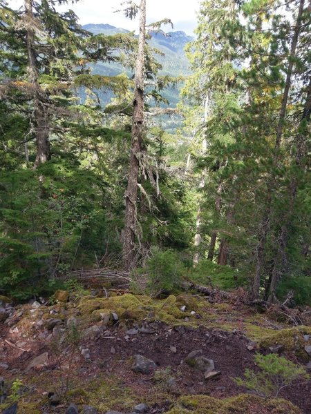 Brief views through the forest of surrounding peaks