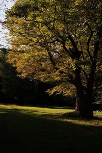 In the fall, the leaves change color and really glow in the evening.