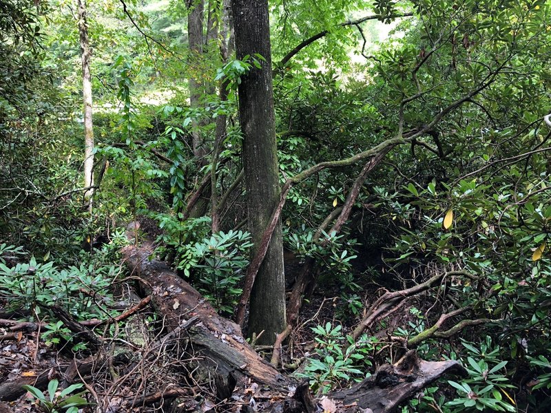 View of the Bent Creek along the trail