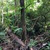 View of the Bent Creek along the trail