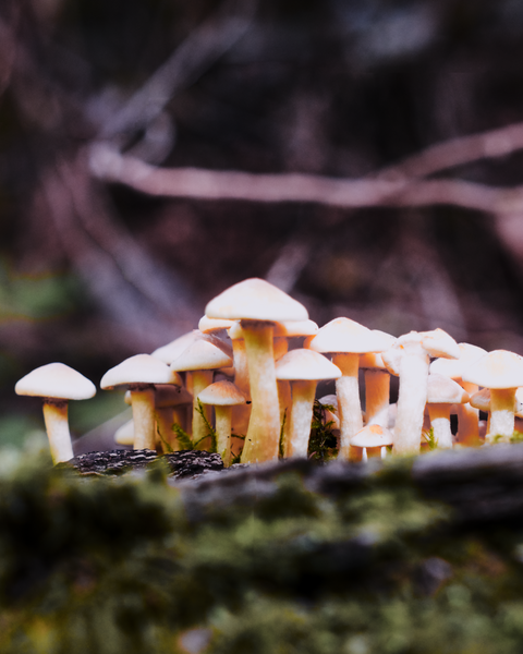 Now that Autumn has arrived, mushrooms are sprouting everywhere