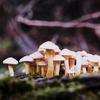 Now that Autumn has arrived, mushrooms are sprouting everywhere