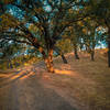 Sunlight filtering through the oak trees