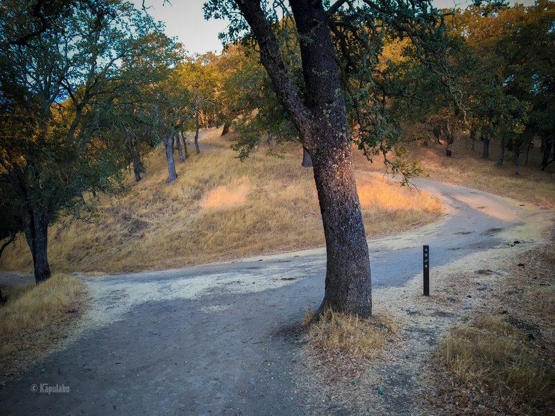 Joining the Madrone trail. take right and keep climbing