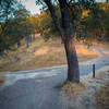 Joining the Madrone trail. take right and keep climbing