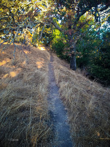 Trail to Eagle Peak through the forest - shaded all the way