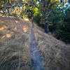 Trail to Eagle Peak through the forest - shaded all the way