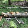 Mushrooms on a log