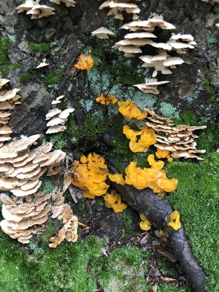 orange jelly mushrooms