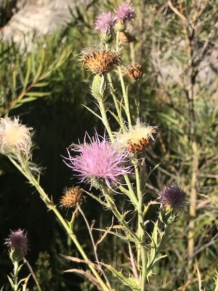 Wildflowers - Dry with prickly thorns -