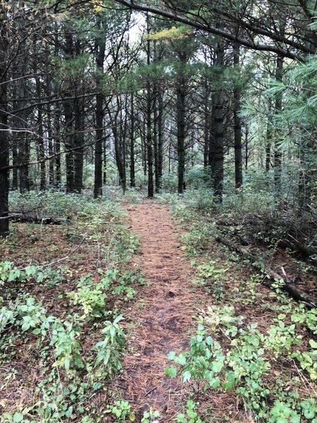 Wooded path to the main paved trail