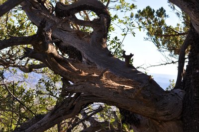 An awesomely gnarly tree on the Y-Bar trail.
