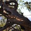 An awesomely gnarly tree on the Y-Bar trail.