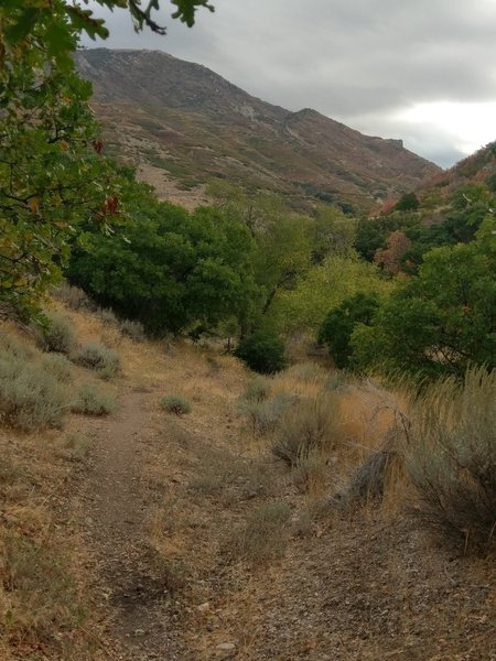 Looking up-canyon from the footpath