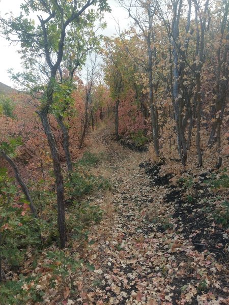 Scrub oaks turning colors in early October