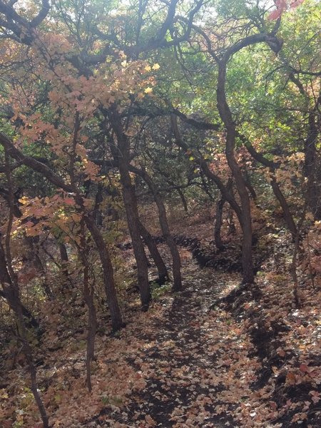 Taller scrub oaks form a tunnel of great fall colors