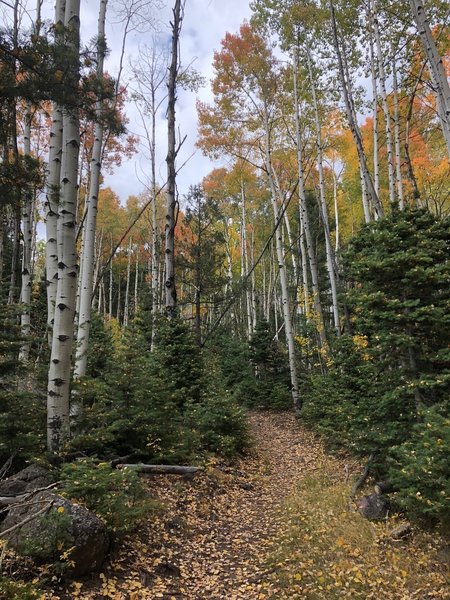 Great place for fall colors, only a half mile from parking lot!