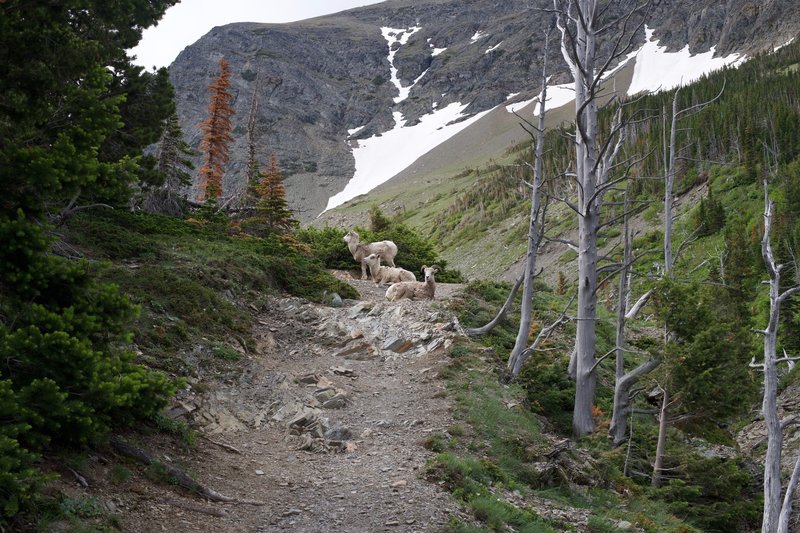 Bighorn Sheep sometimes are an obstacle on the trail.  Use caution when approaching them and give them a wide berth, especially if they have young with them.