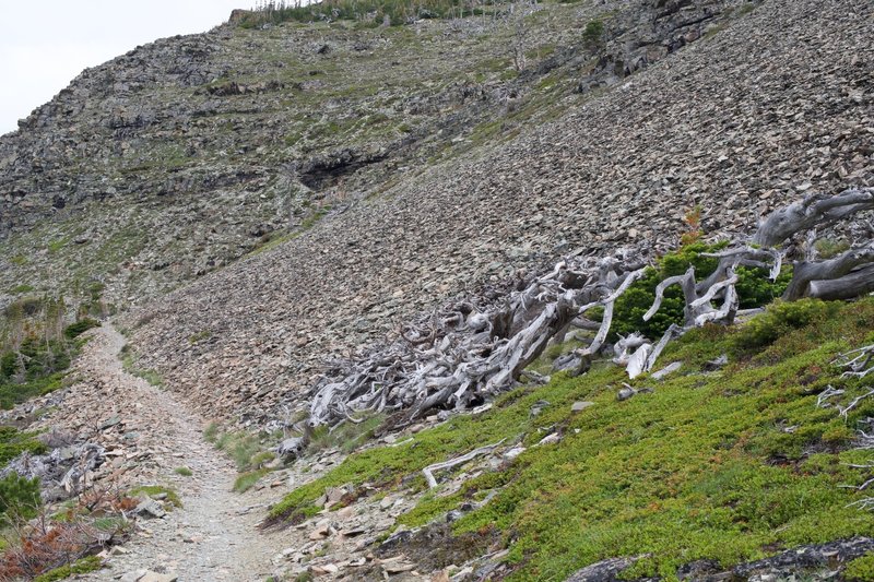 As the trail climbs, you leave the woods behind and begin making your way through scree fields.