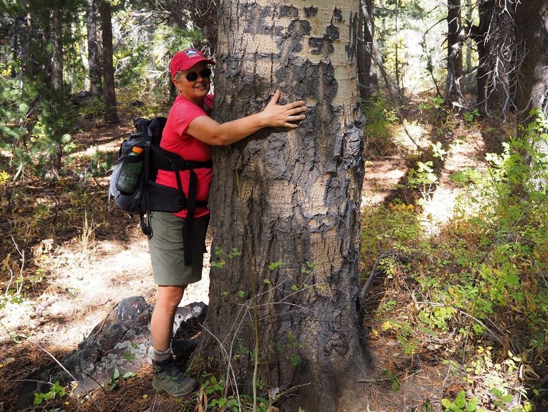 One of the many very large aspens in Lundy Canyon