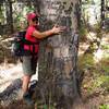 One of the many very large aspens in Lundy Canyon