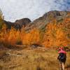 Fall color in Lundy Canyon