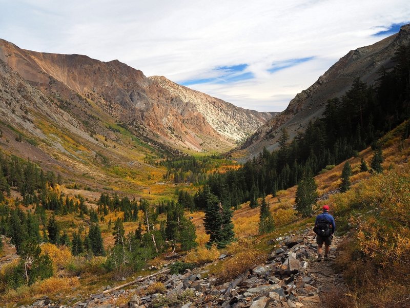 Fall color in Lundy Canyon