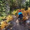 Fall color along the trail