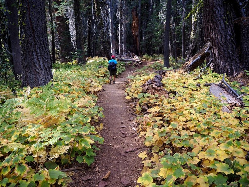 More Fall colors along the trail