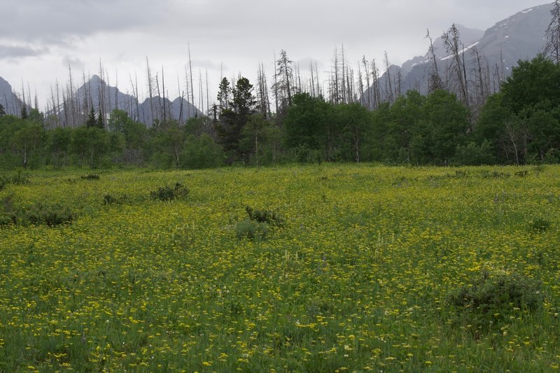 In the spring, the trail passes through a field of wildflowers.