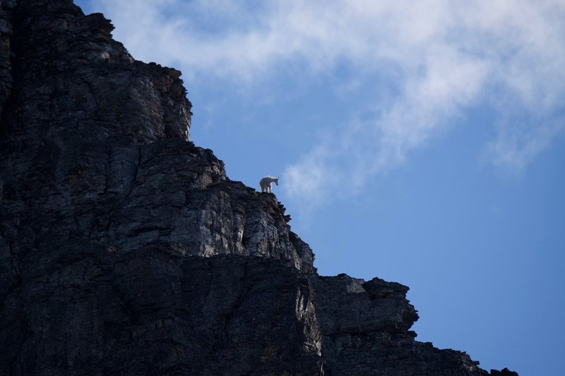 Mountain Goats are known for frequenting the trail. Be on the lookout on the rocks of Clements Mountain, as they can be seen navigating the rocks.