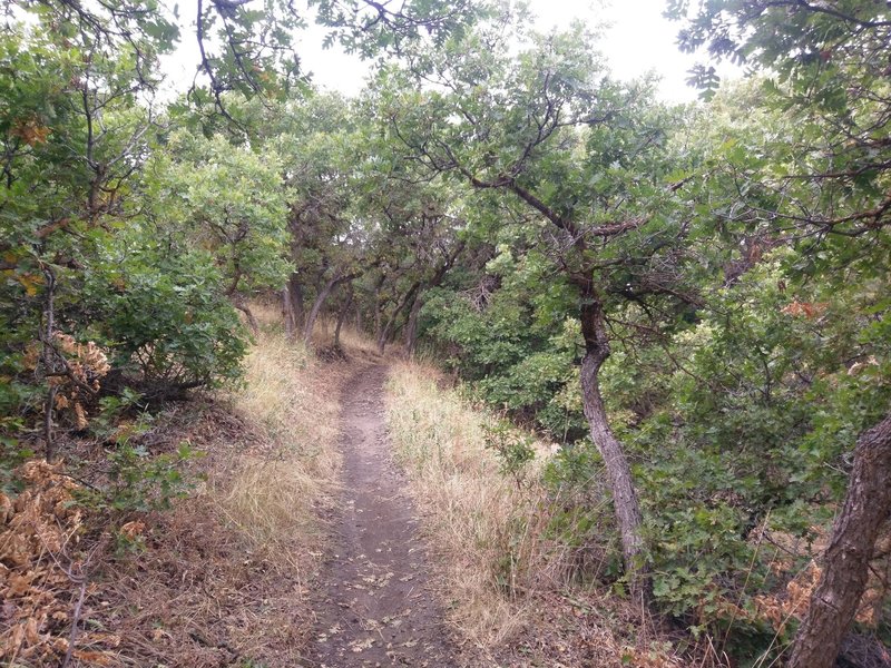 Twisting and turning through the scrub oak