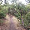 Twisting and turning through the scrub oak