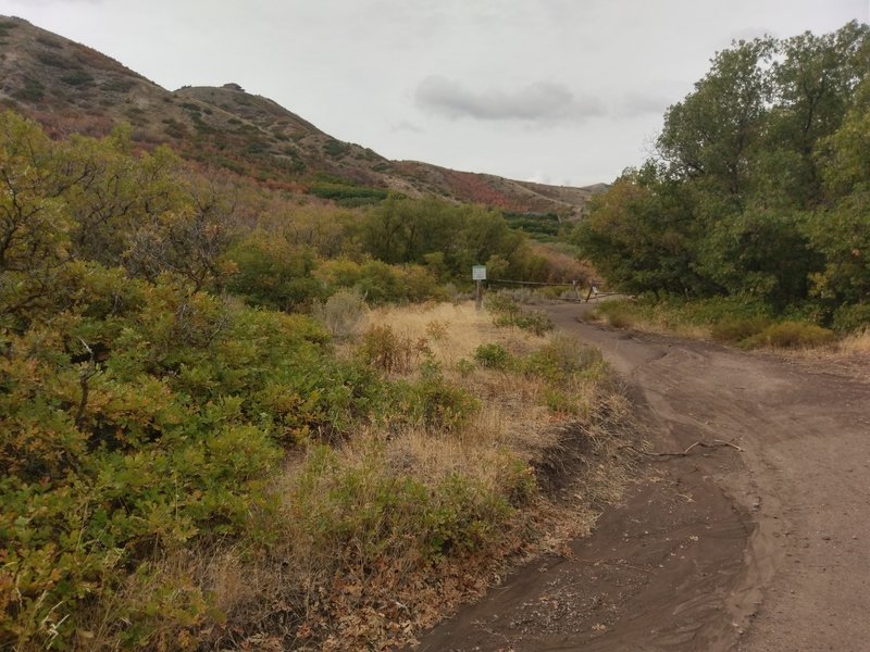 Wide, mellow path on the Main Line Beginner Trail